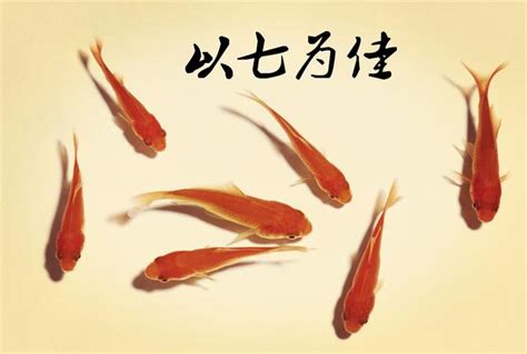 養金魚風水|【金魚風水】金魚風水：在家養金魚招財旺財的究極指南！